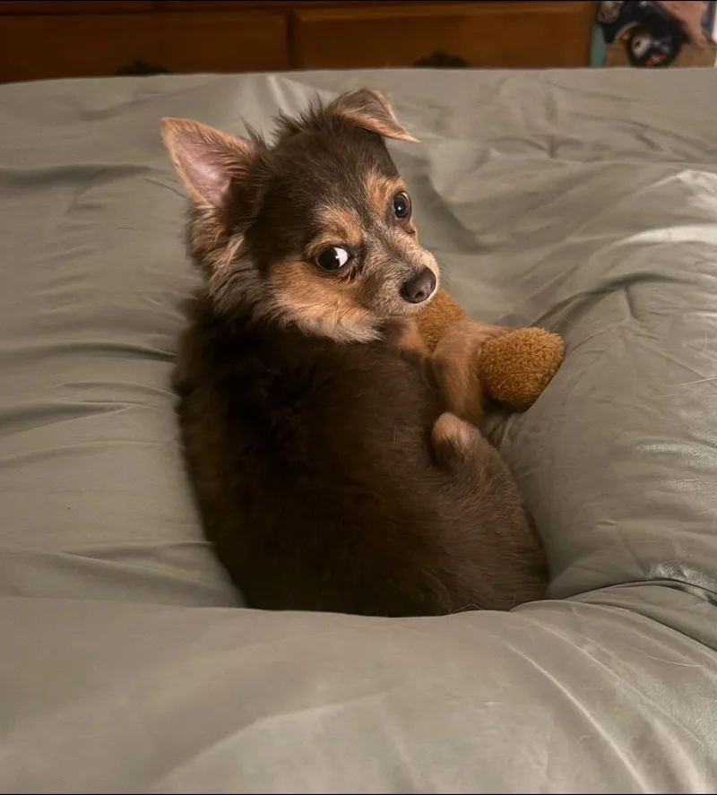 Crouton thumbnail 3