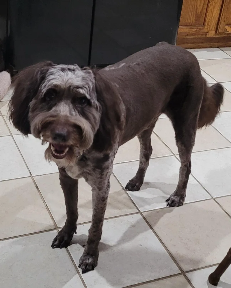 An adult medium-sized male Labradoodle dog named Tucker for adoption in Chiefland, FL