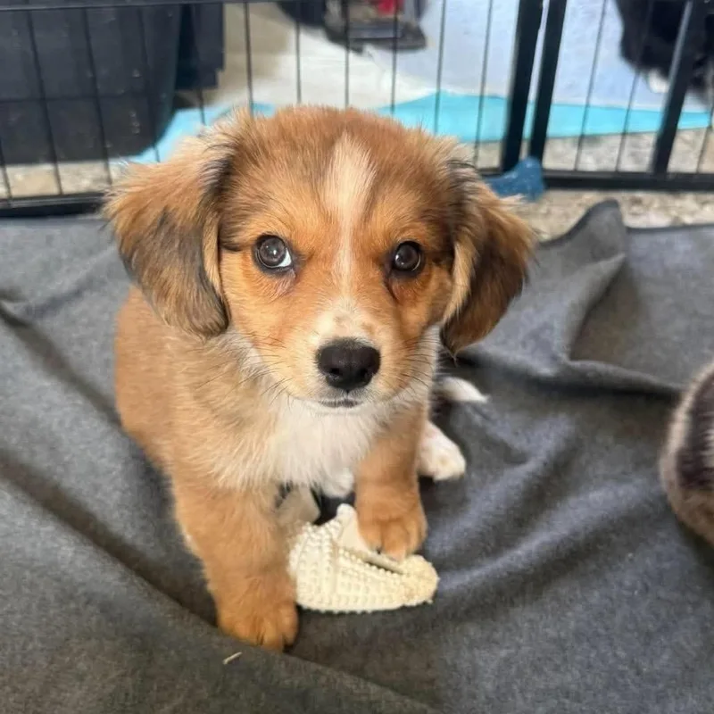 A baby medium-sized male Yellow / Tan / Blond / Fawn Mixed Breed dog named Midlife Mojito for adoption in Fredericksburg, VA