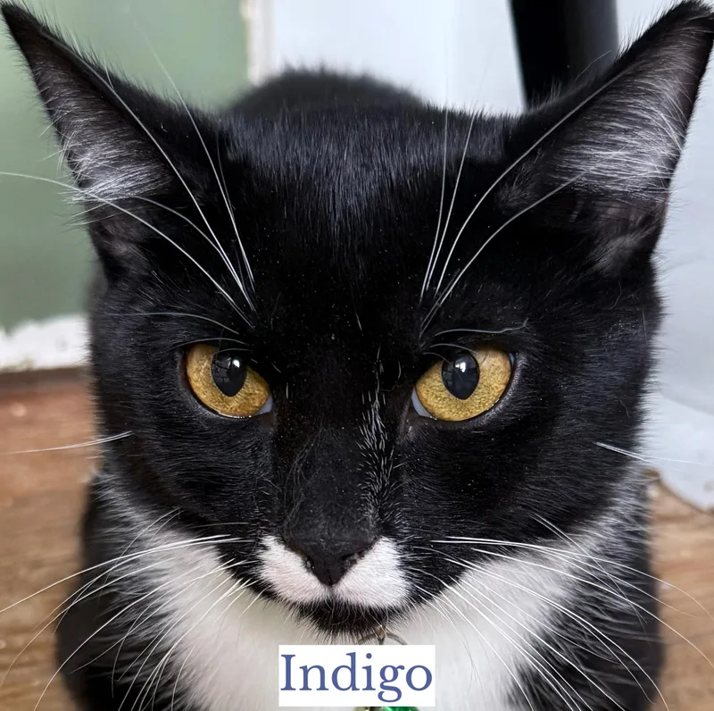 Indigo thumbnail 3