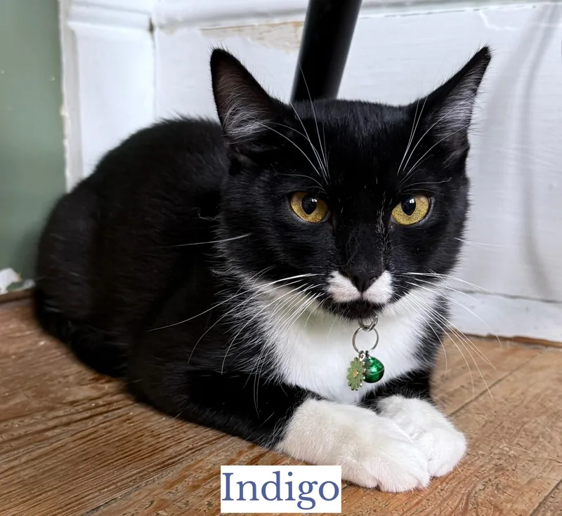 A young medium-sized male Black & White / Tuxedo Domestic Short Hair cat named Indigo for adoption in Berkeley Springs, WV