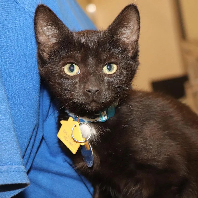 A baby small-sized male Domestic Short Hair cat named Wave for adoption in Port Washington, NY