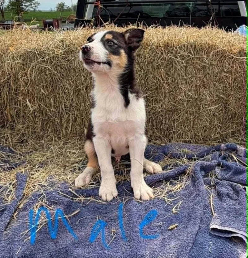 Border Collie Litter Males