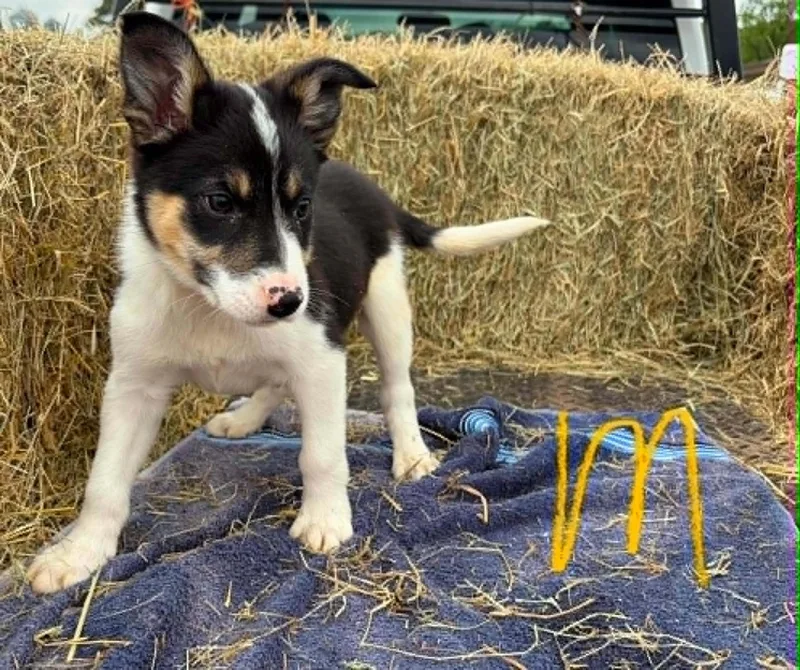 Border Collie Litter Males thumbnail 2