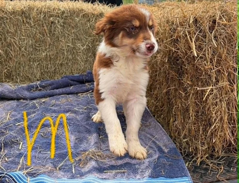 Border Collie Litter Males thumbnail 3