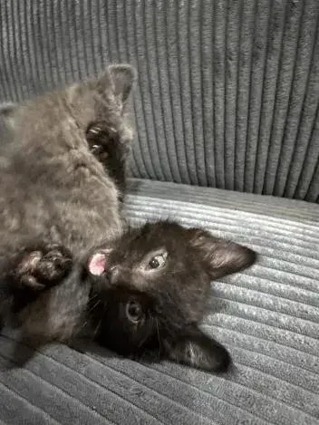 A baby small-sized male Black Domestic Short Hair cat named Crow for adoption in Grand Rapids, MI