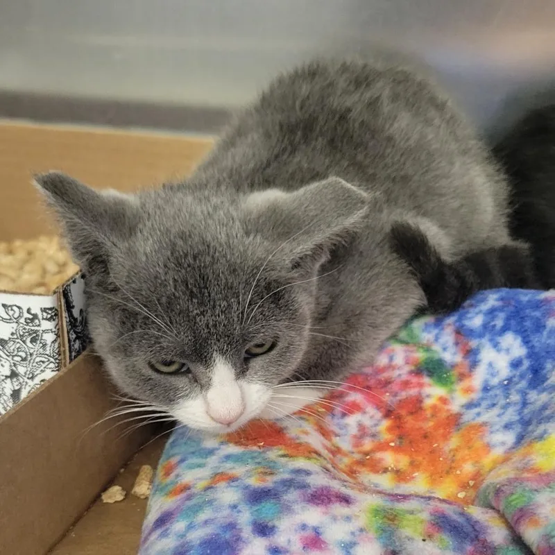 A baby small-sized female Gray / Blue / Silver Domestic Short Hair cat named Meow for adoption in Westminster, CA