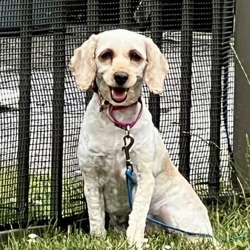 An adult small-sized female Cockapoo dog named Flora for adoption in Sinking Spring, PA