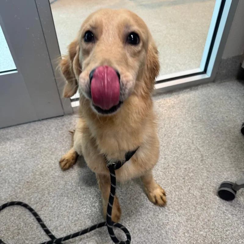 An adult medium-sized male Golden Retriever dog named Fenway for adoption in Englewood, FL