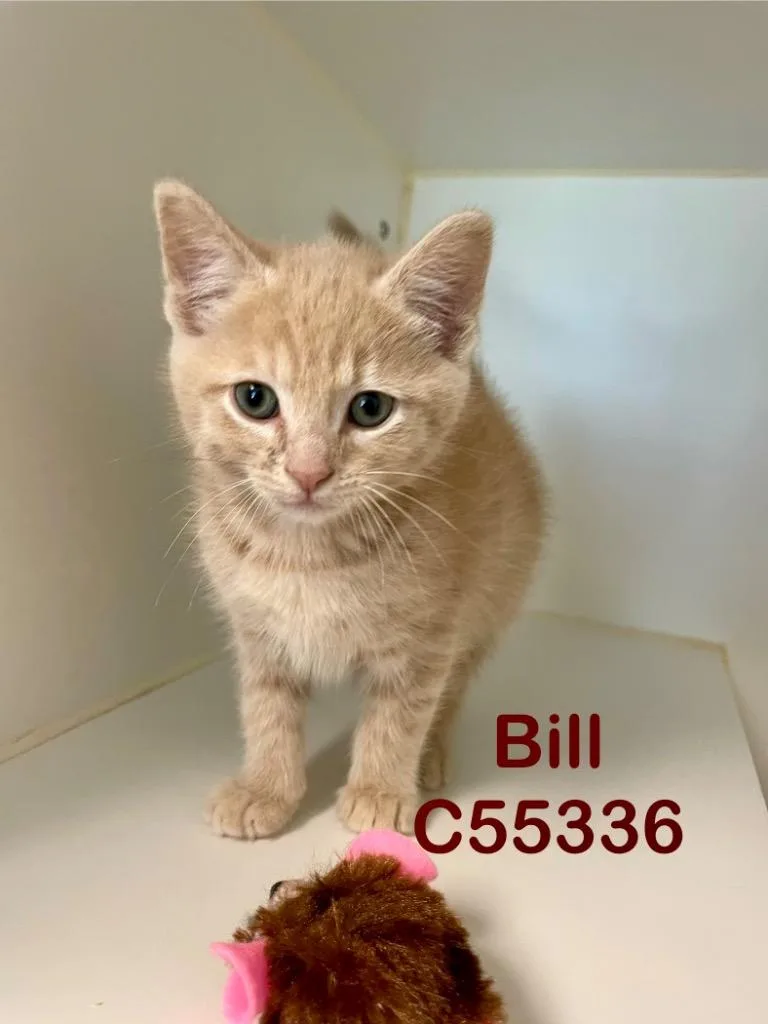Bill