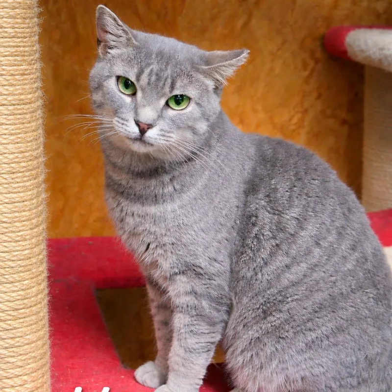 A baby small-sized female Gray / Blue / Silver Domestic Short Hair cat named Misha for adoption in Lancaster, OH