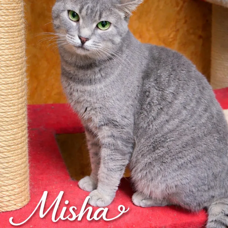 Misha thumbnail 2