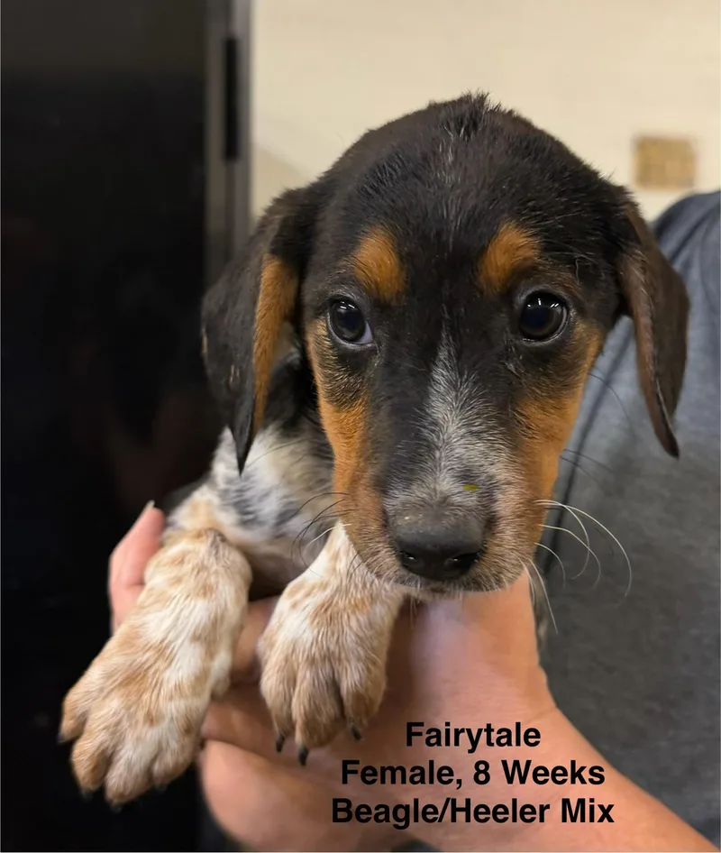 A baby small-sized female Tricolor (Brown, Black, & White) Australian Cattle Dog / Blue Heeler named Fairytale for adoption in Blue Springs, MO