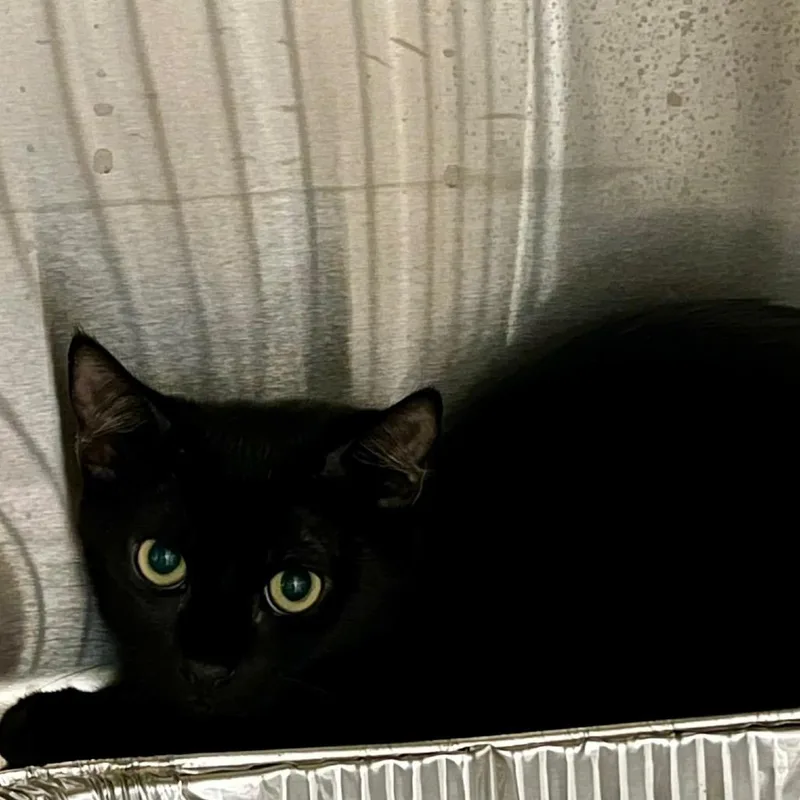 A baby small-sized female Domestic Short Hair cat named Bellamy for adoption in Cumming, GA