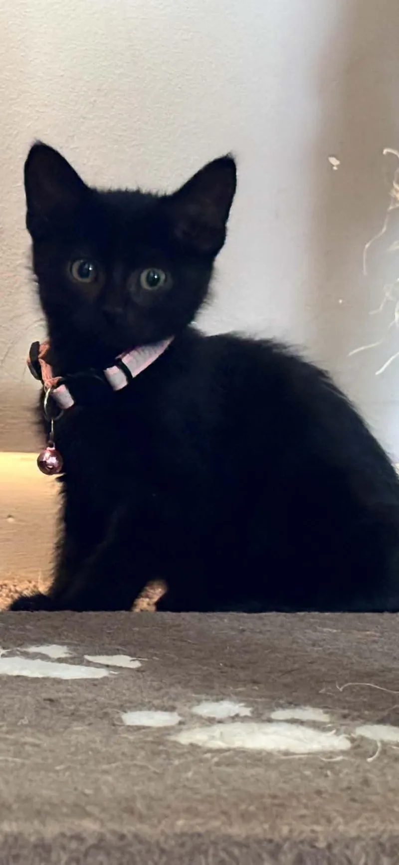 A baby medium-sized female Black Domestic Short Hair cat named Daffy for adoption in Omaha, NE