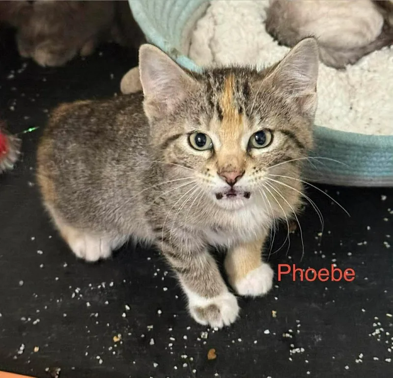 A baby medium-sized female Domestic Short Hair cat named Phoebe for adoption in Cloquet, MN