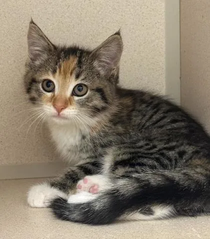 A baby small-sized female Domestic Short Hair cat named Cali for adoption in Bowling Green, KY