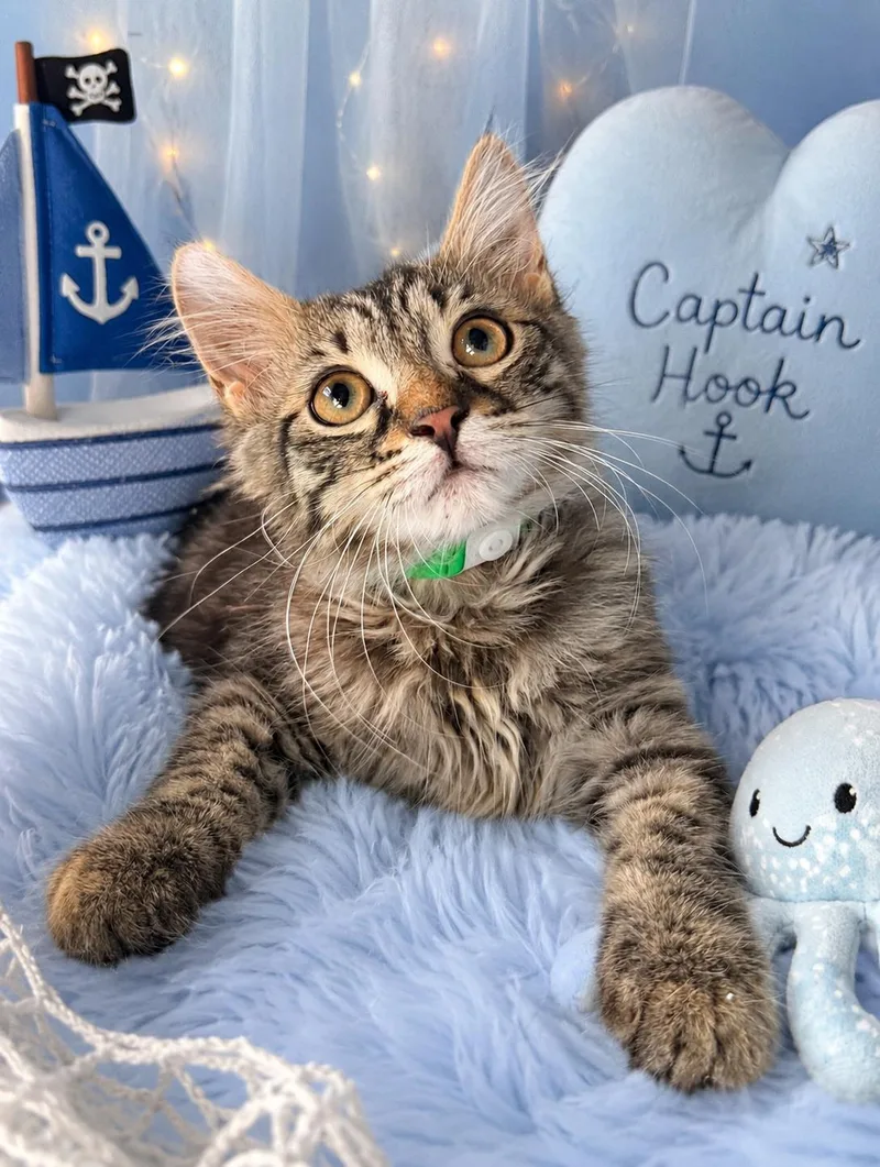 A baby medium-sized male Maine Coon cat named Captain Hook for adoption in Tavares, FL