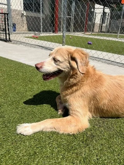 An adult medium-sized female Yellow / Tan / Blond / Fawn Golden Retriever dog named Raleigh for adoption in Fayetteville, AR