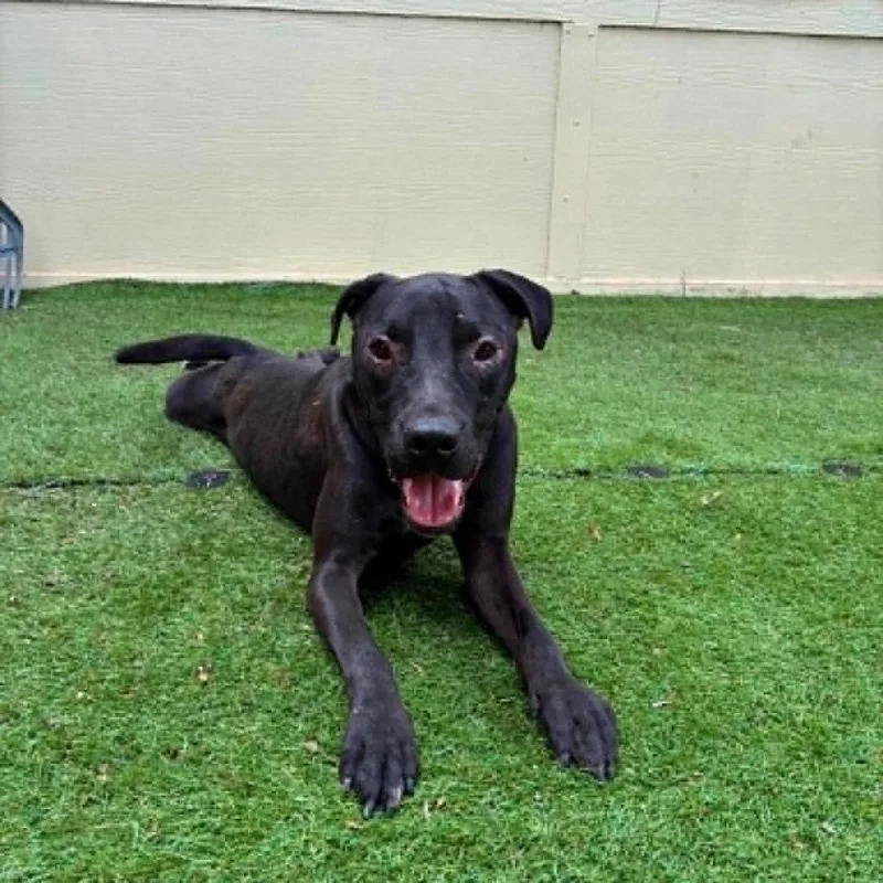 A young medium-sized male Black Labrador Retriever dog named Blackie Jum for adoption in Austin, TX