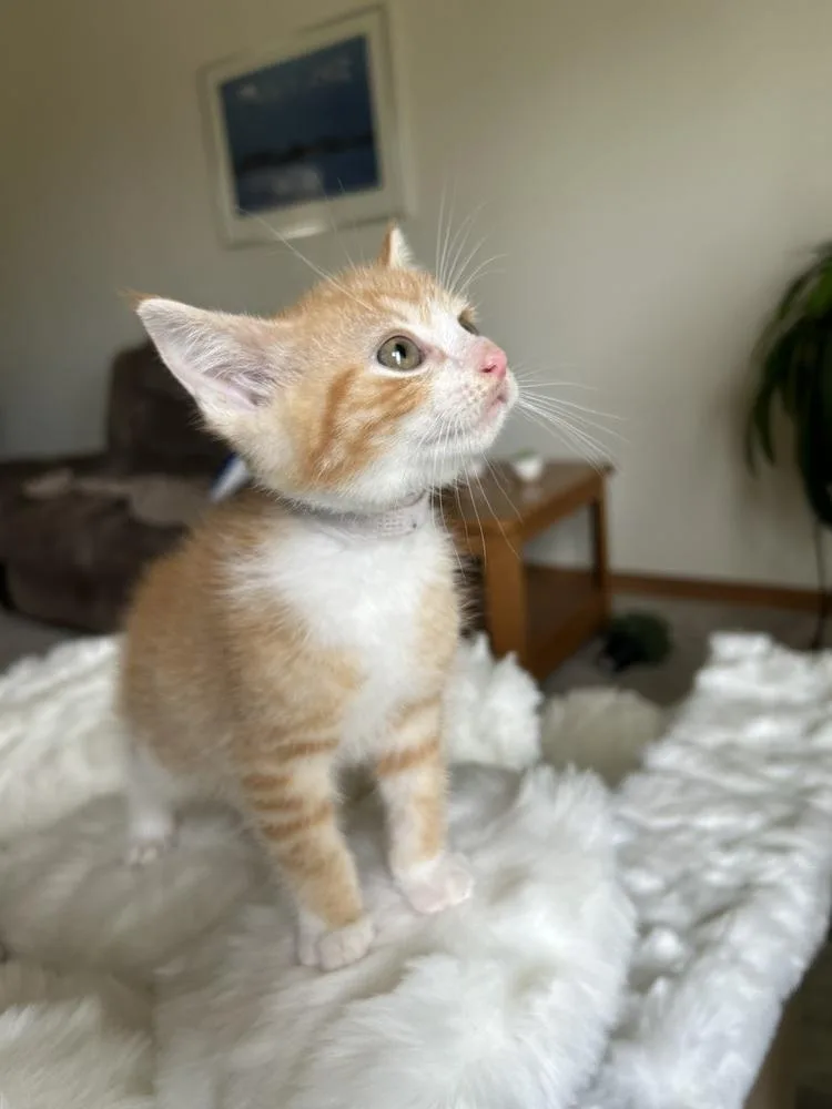 A baby medium-sized male Orange & White Domestic Short Hair cat named Radley for adoption in Clinton Township, MI