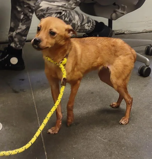 A young small-sized male Chihuahua dog named Frankie for adoption in Santa Cruz, CA