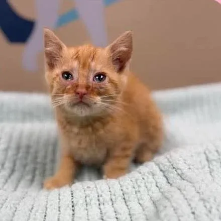 A baby small-sized male Orange / Red Domestic Short Hair cat named Oliver In Manchester for adoption in Alexandria, VA