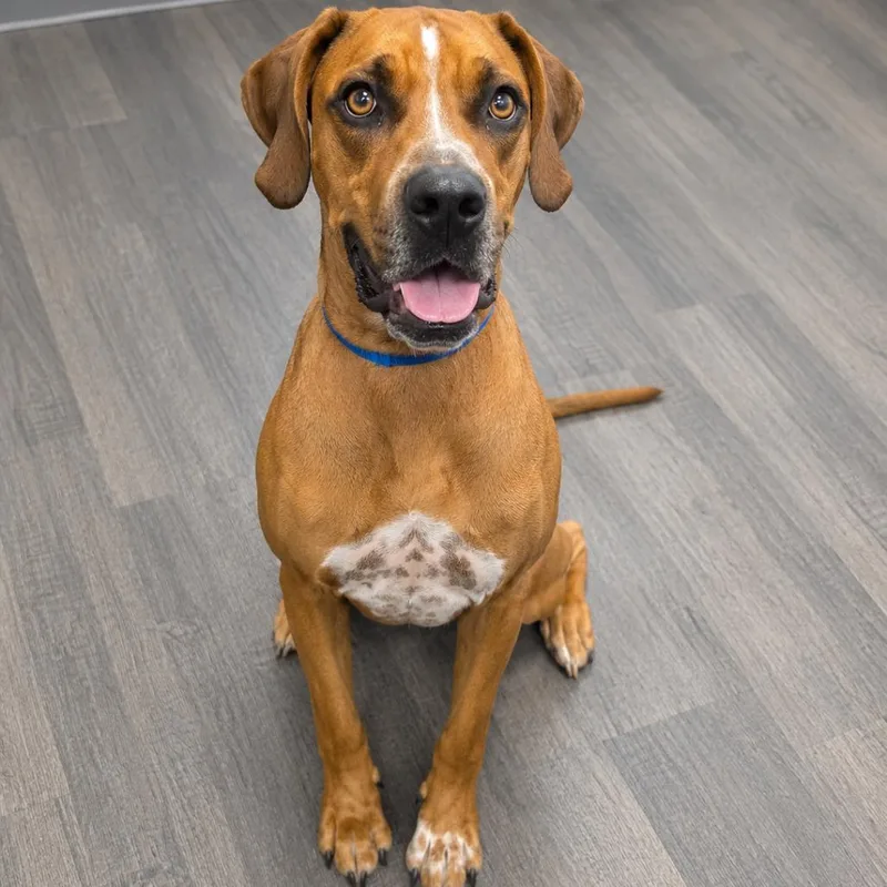 An adult large-sized male Mixed Breed dog named Trevor for adoption in Sarasota, FL