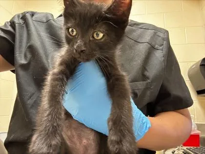 A baby small-sized male Domestic Short Hair cat named Raaj for adoption in Westland, MI