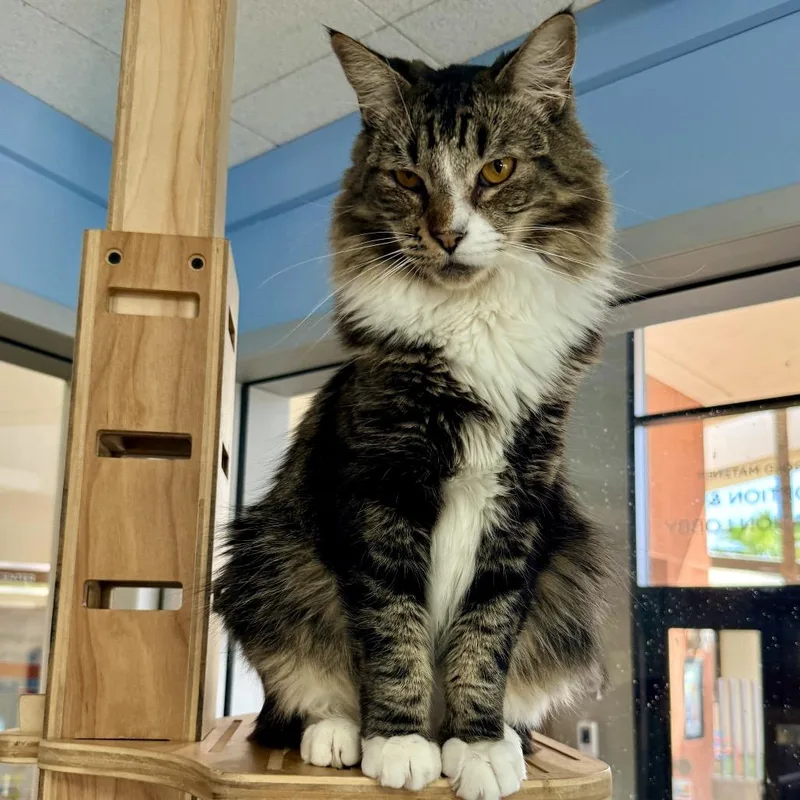 An adult large-sized male Brown / Chocolate Domestic Long Hair cat named Arthur for adoption in Palm Springs, CA