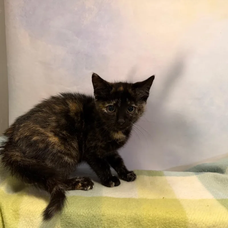 A baby small-sized female Tortoiseshell Domestic Short Hair cat named Janne for adoption in Fredericksburg, VA