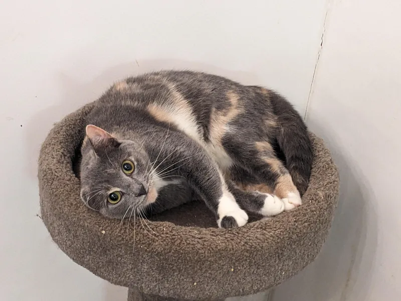 An adult medium-sized female Dilute Tortoiseshell Domestic Short Hair cat named Olivia for adoption in Rocky Ridge, MD