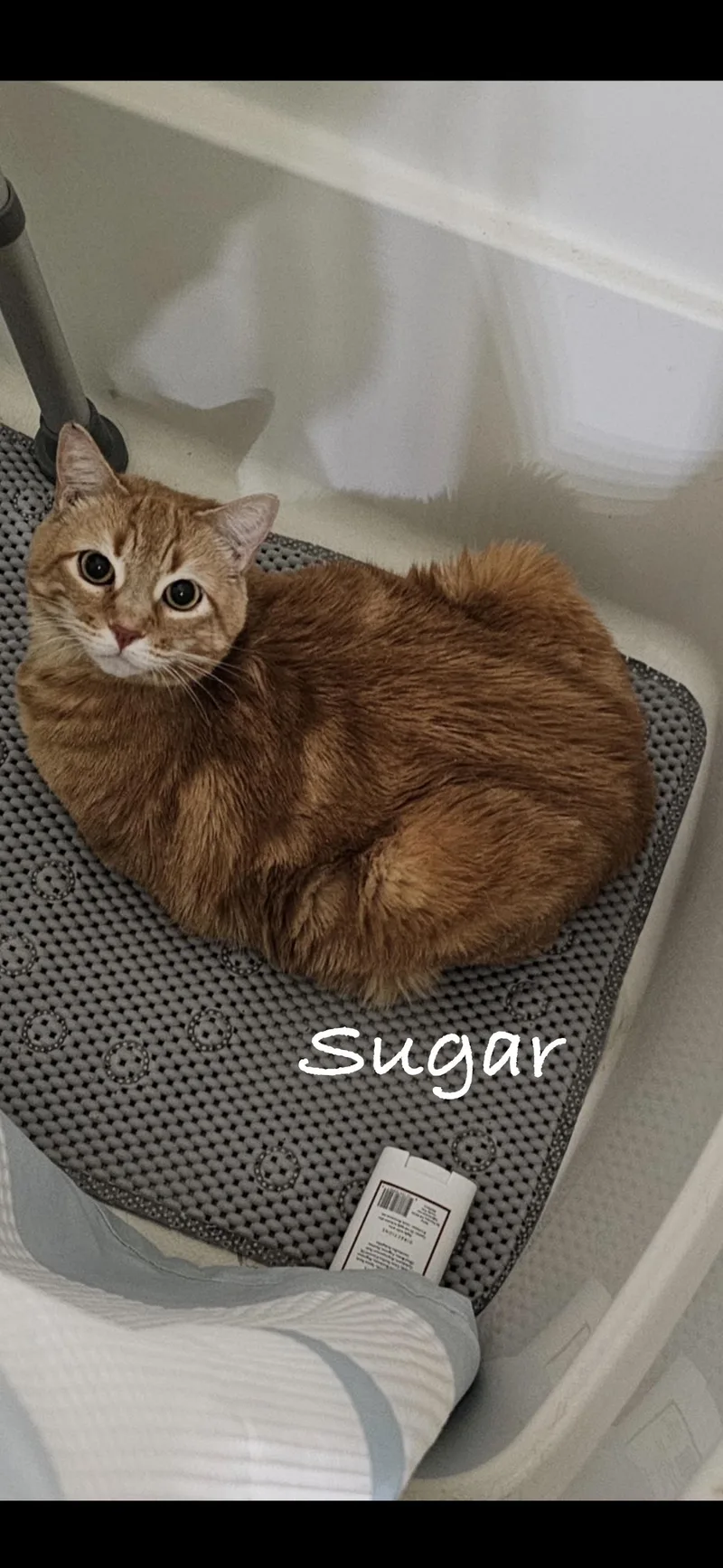 A senior medium-sized female Domestic Short Hair cat named Sugar for adoption in Las Vegas, NV
