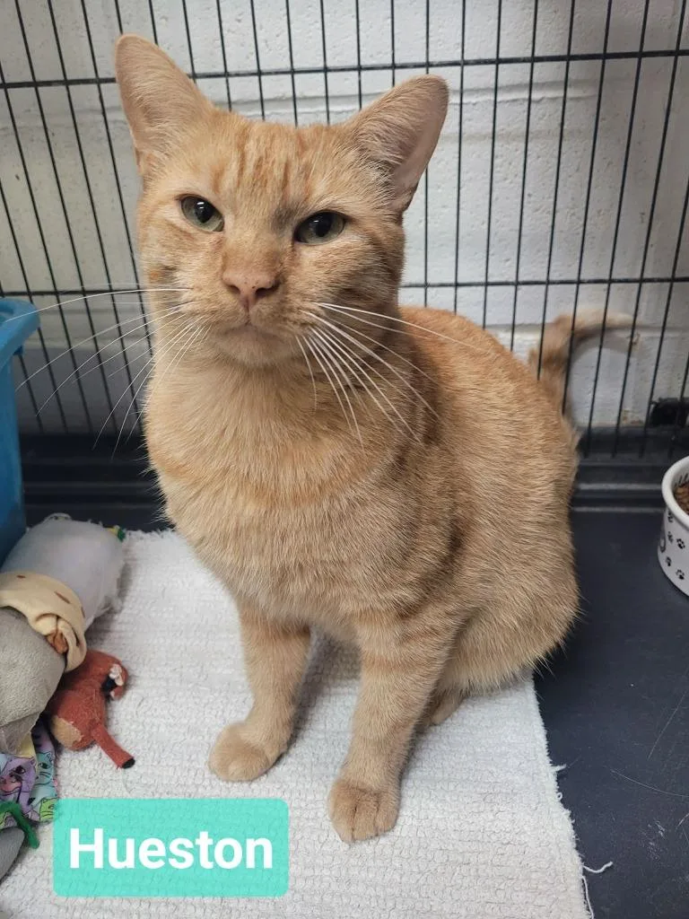 An adult medium-sized male Domestic Short Hair cat named Hueston for adoption in Richmond, IN