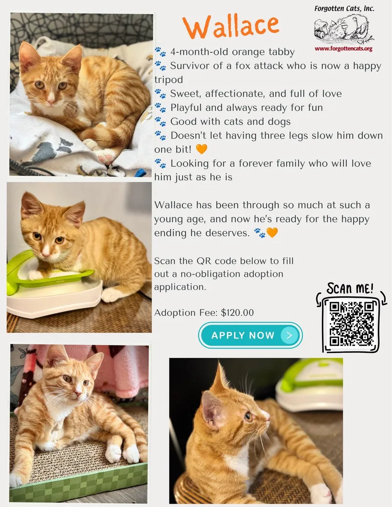 A baby medium-sized male Tabby (Orange / Red) Tabby cat named WallaceDC for adoption in Greenville, DE