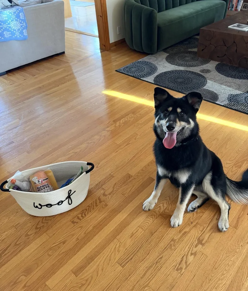 An adult medium-sized male Siberian Husky dog named Ollie for adoption in Tarzana, CA