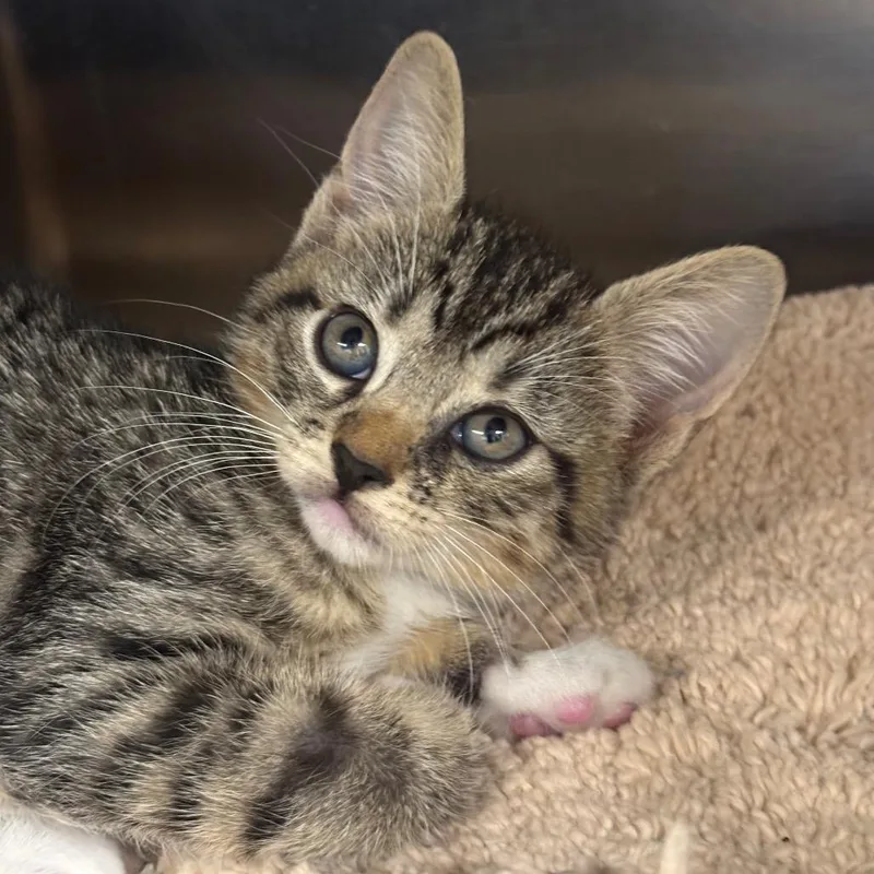 A baby small-sized female Gray / Blue / Silver Domestic Short Hair cat named Pinkie for adoption in League City, TX