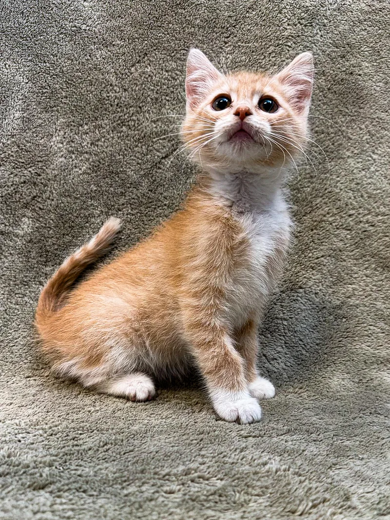 A young small-sized male Domestic Short Hair cat named Oak for adoption in Buffalo, MN