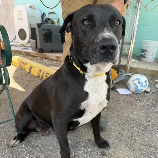 An adult medium-sized female Black Labrador Retriever dog named La for adoption in Austin, TX