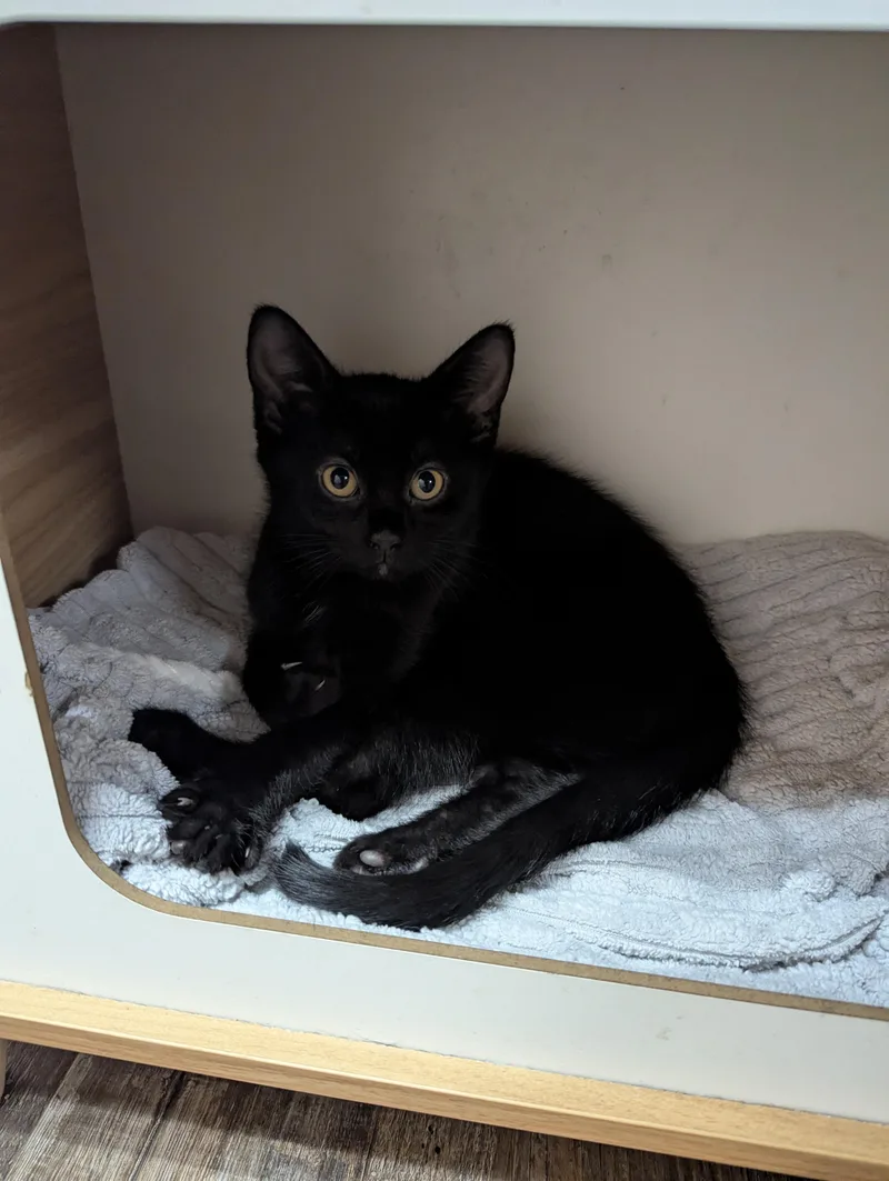 A baby medium-sized male Domestic Short Hair cat named Water Beetle for adoption in Oconto, WI