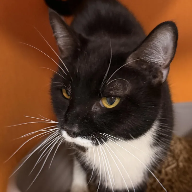 An adult medium-sized male Black & White / Tuxedo Domestic Short Hair cat named Kellie for adoption in Elyria, OH