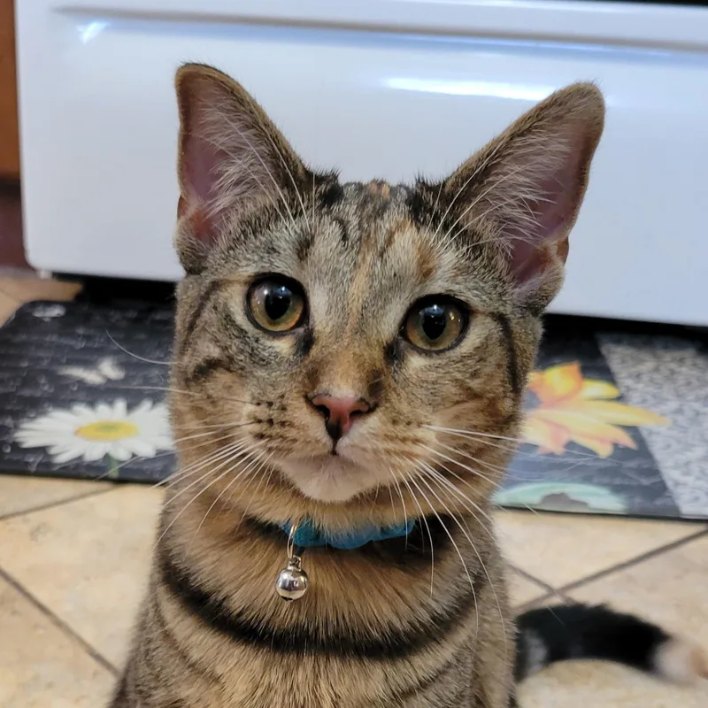 Mononoke thumbnail 2