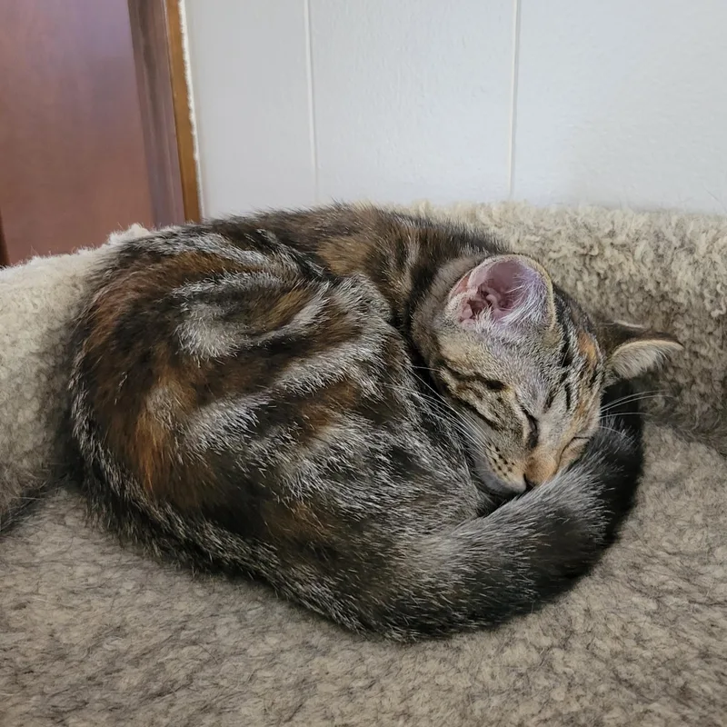 Mononoke thumbnail 3