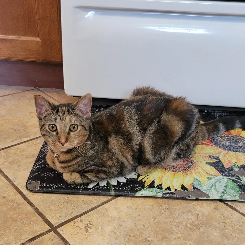 Mononoke thumbnail 4