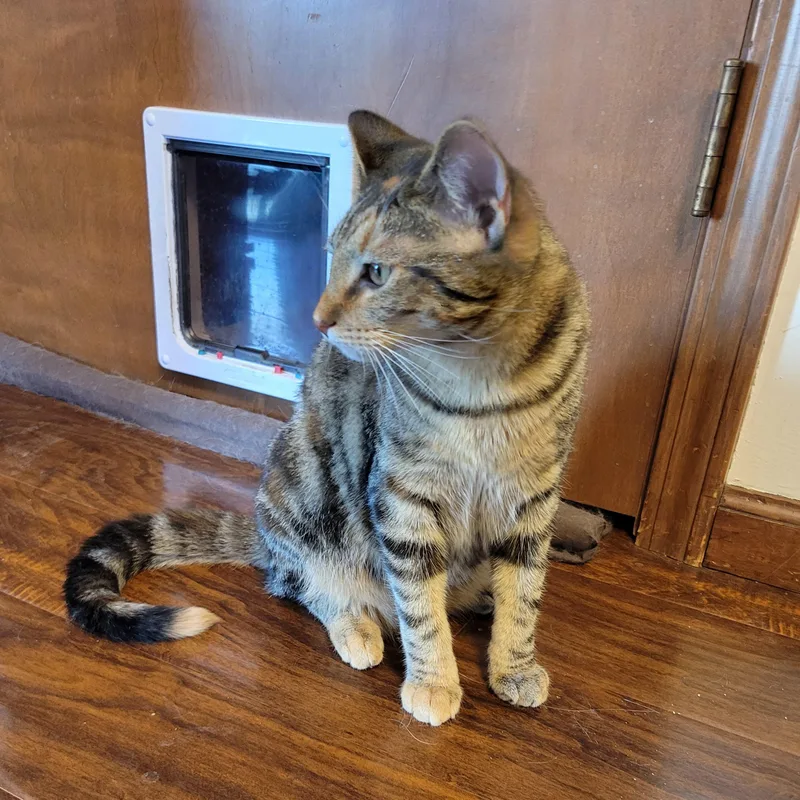 Mononoke thumbnail 5