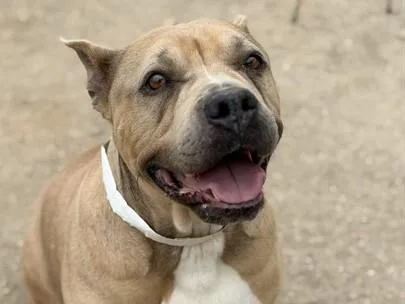 An adult large-sized female American Bulldog dog named Mrs. P for adoption in Palo Alto, CA