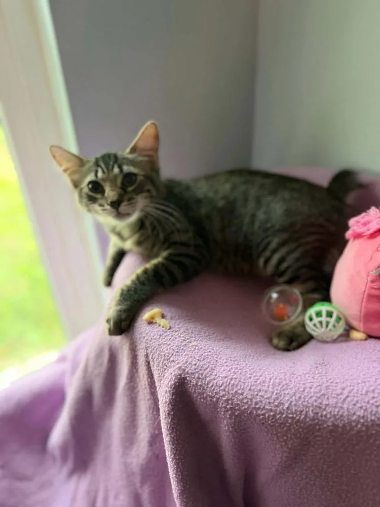 A baby small-sized male Manx cat named Elijah for adoption in Orlando, FL