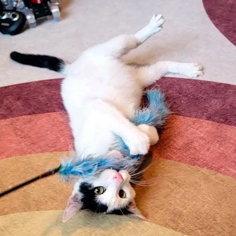 Finn Nosekisser thumbnail 2