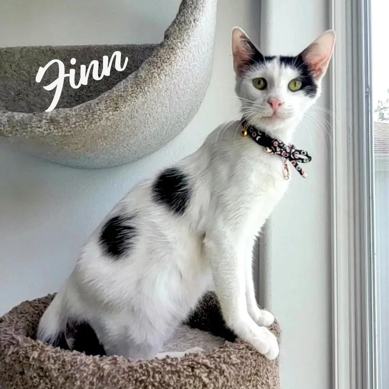 A baby medium-sized male Turkish Van cat named Finn Nosekisser for adoption in Houston, TX