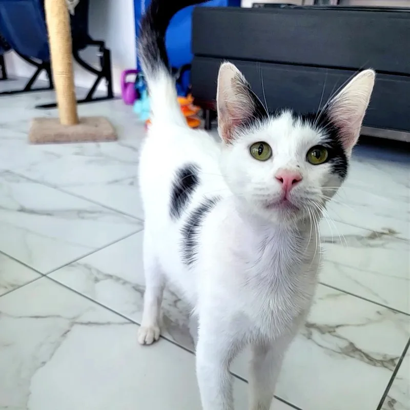 Finn Nosekisser thumbnail 3